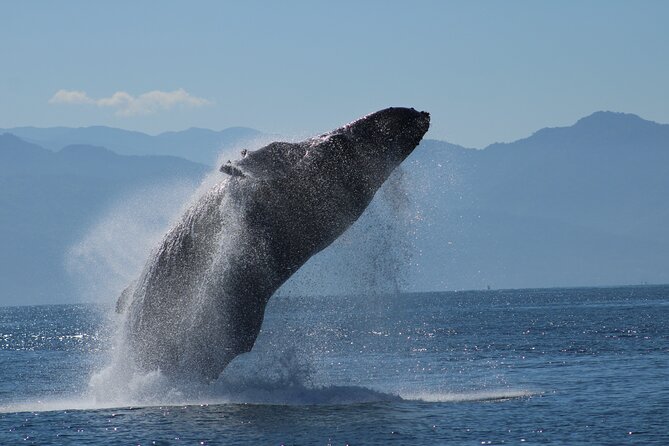 Sunsets and Whales Mega Yachts ALL INCLUSIVE: Puerto Vallarta - Cruising Banderas Bay for humpbacks