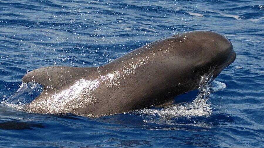 Tenerife: Eco-Yacht Whale and Dolphin Watching and Swimming - Key details before you book