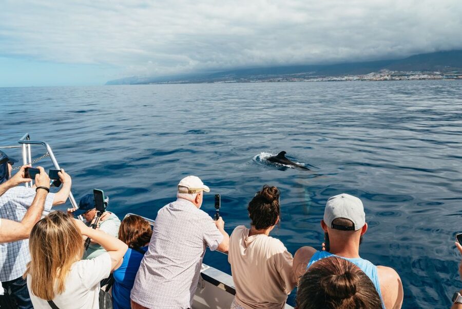 Tenerife: Eco-Yacht Whale and Dolphin Watching and Swimming - Who should book this eco-yacht trip?