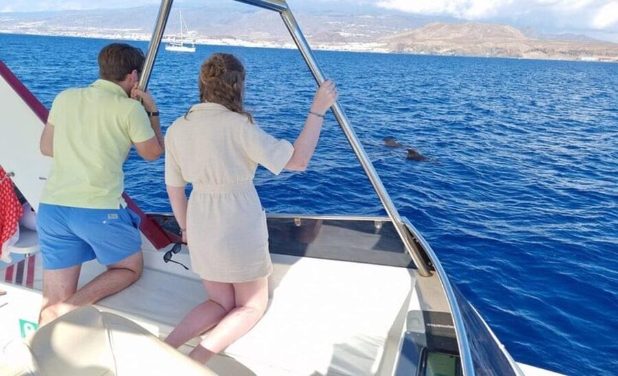 Tenerife: Eco-Yacht Whale and Dolphin Watching and Swimming - Watching whales and dolphins without a chase