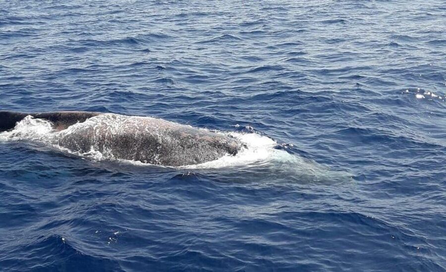 Tenerife: Eco-Yacht Whale and Dolphin Watching and Swimming - What is included, and what costs extra