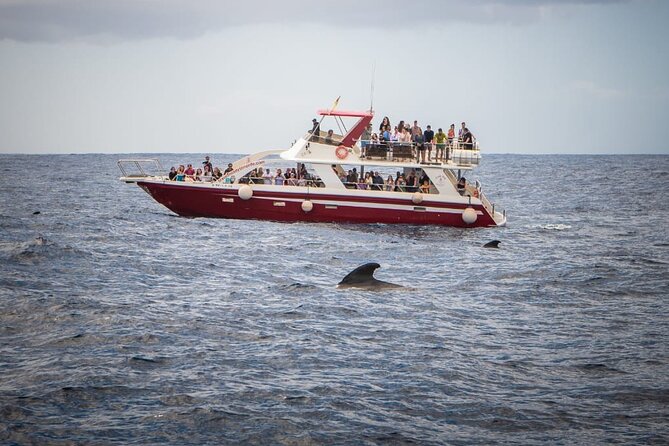 Tenerife Los Cristianos: Whale and Dolphin Eco-Yacht and Swim Stop - Passing the cave of love