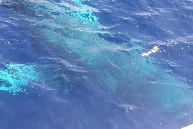 Tenerife Los Cristianos: Whale and Dolphin Eco-Yacht and Swim Stop - How the $18.10 price holds up