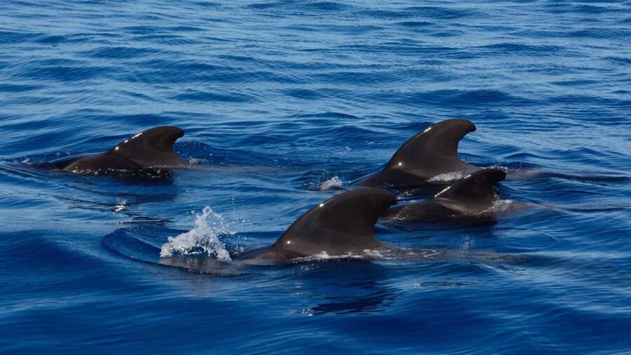 Tenerife: Ocean Pack Jet Ski and Yacht Whale Watching - Two Atlantic activities in one four-hour outing