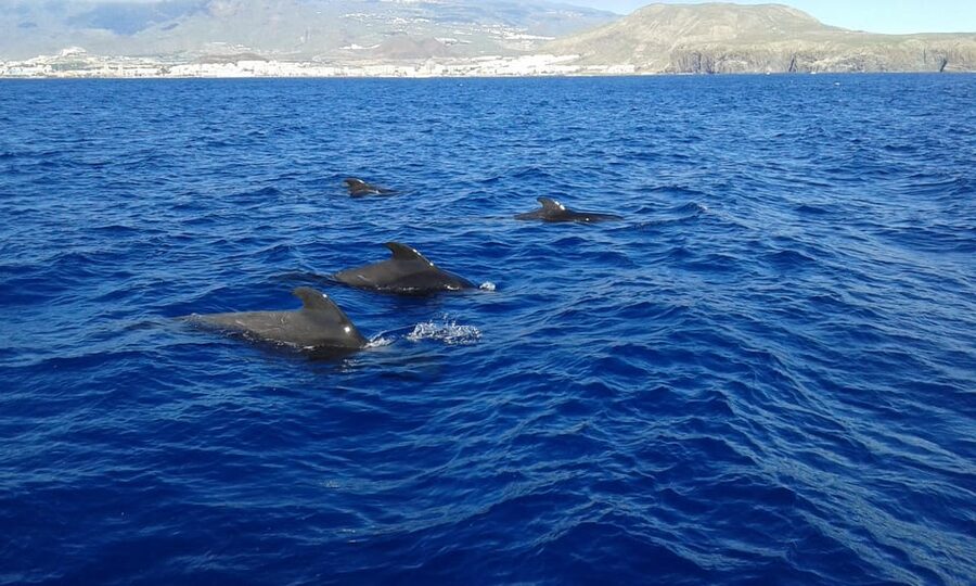 Tenerife: Whale tour and sea swim on a yacht for 22 people - Comfort, access, and what to bring