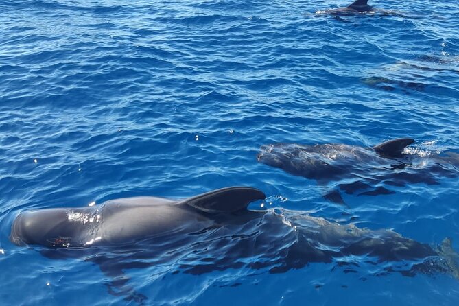 Tenerife Whale Watching and Snorkeling Yacht Trip - Setting out from Puerto Colon in Costa Adeje