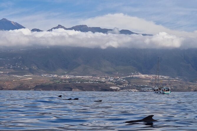 Tenerife Whale Watching and Snorkeling Yacht Trip - Playa del Puertito: a short swim with a chance of turtles