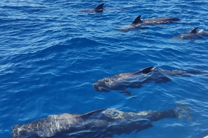 Tenerife Whale Watching and Snorkeling Yacht Trip - Who will enjoy this yacht trip most?