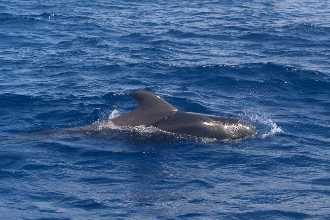 Tenerife Whale Watching and Snorkeling Yacht Trip - Practical tips for a smoother day