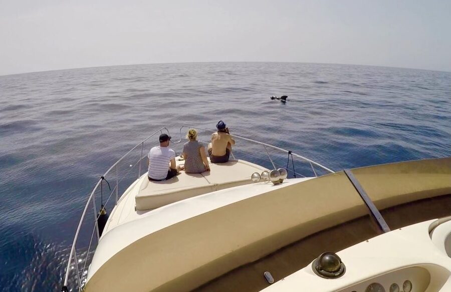Tenerife: Whales and Snorkeling Tour on a Luxury Yacht - Should you book the Royal Ocean yacht trip?