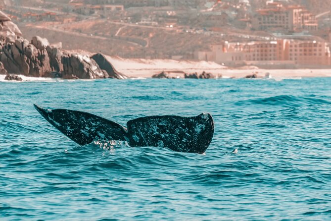 The Finest Private Yacht Experience in Cabo - Whale watching from late November to early April