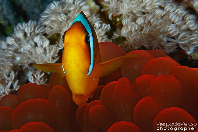 Tiran Island Snorkeling Experience by Yacht Sharm El Sheikh - Lunch, drinks, and the value of the package