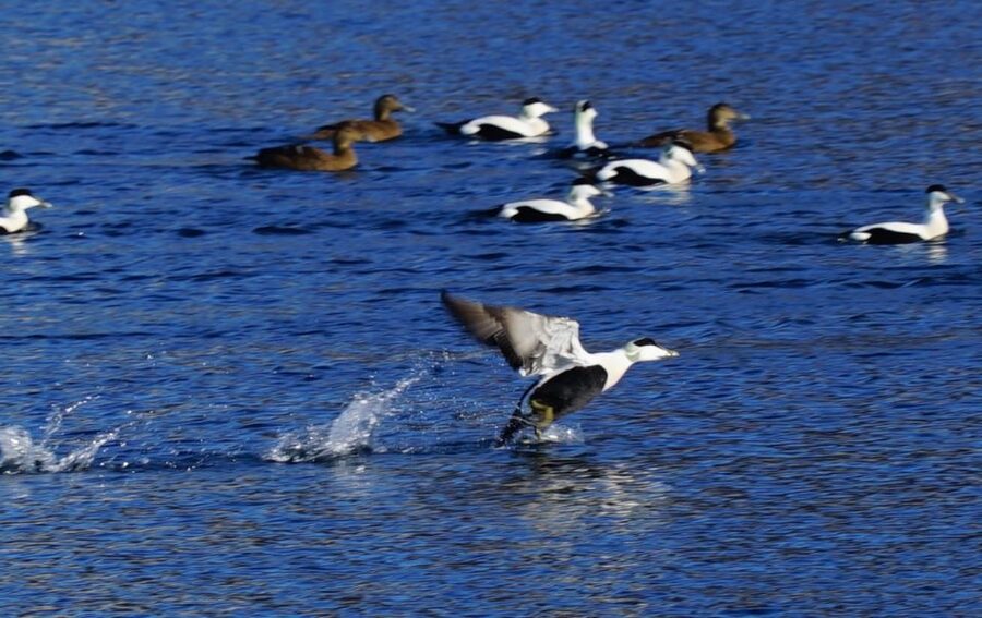 Tromsø: Fjord Cruise by Luxury Yacht - Who should book the Arctic Queen?