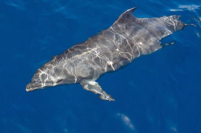 Whale and Dolphin Watching Yacht Trip in Puerto Colon - Why this small yacht changes the experience