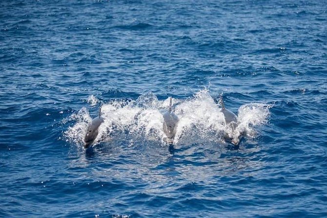 Whale and Dolphin Watching Yacht Trip in Puerto Colon - Watching pilot whales in their natural setting