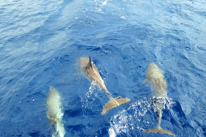 Whale and Dolphin Watching Yacht Trip in Puerto Colon - The swim stop, cove, and simple onboard meal
