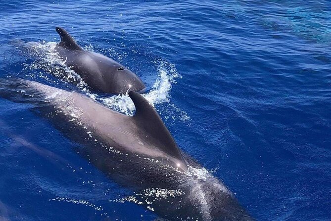 Whale and Dolphin Watching Yacht Trip in Puerto Colon - Should you book this Puerto Colón yacht trip?