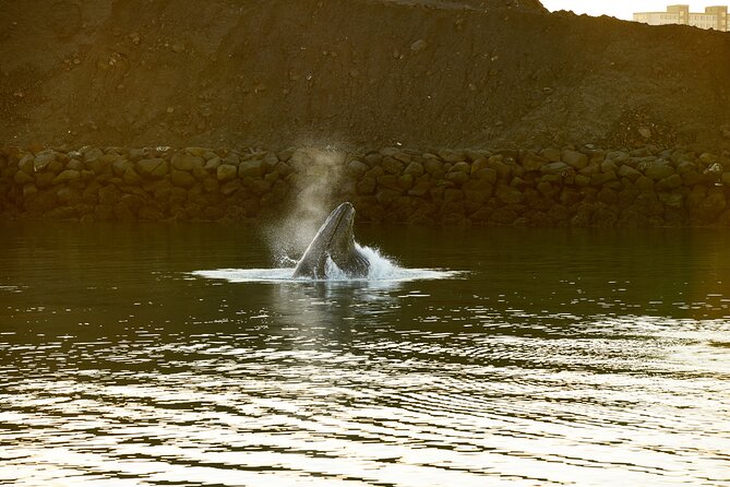 Whale Watching Cruise on a Yacht in Reykjavik - Engey, Lundey, and Viðey