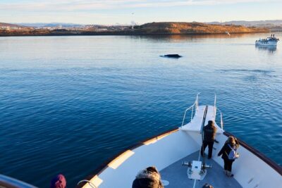 Whale Watching Cruise on a Yacht in Reykjavik