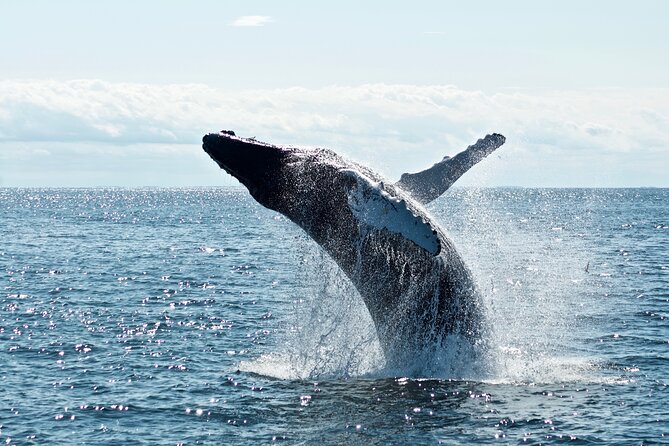 Whale Watching Cruise on a Yacht in Reykjavik - The yacht, seating, and comfort
