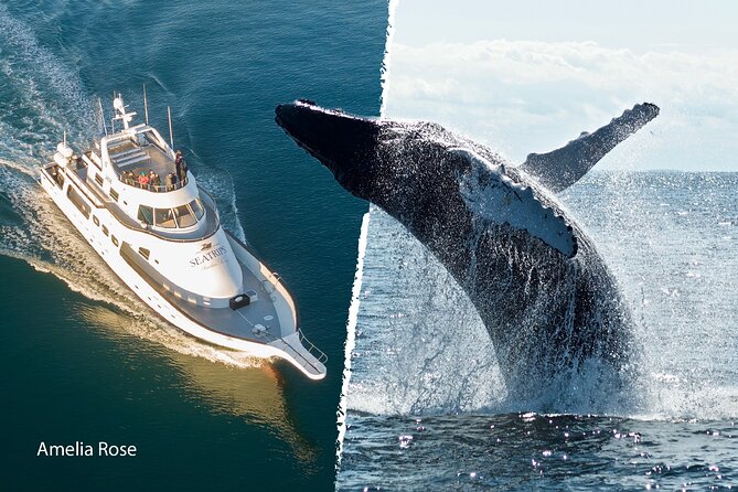 Whale Watching Cruise on a Yacht in Reykjavik - Cold-weather advice that really matters