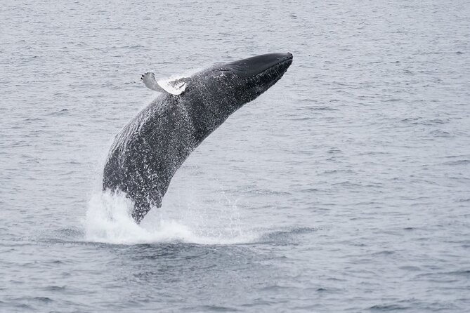 Whale Watching Cruise on a Yacht in Reykjavik - Is $102 a fair price?