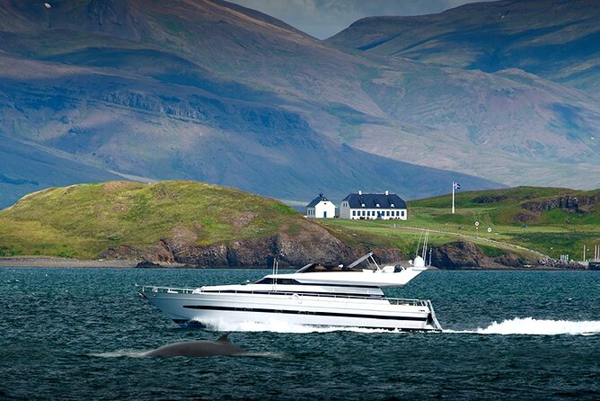 Whale Watching & Dolphin Yacht Cruise - What the guide adds, and where service can vary