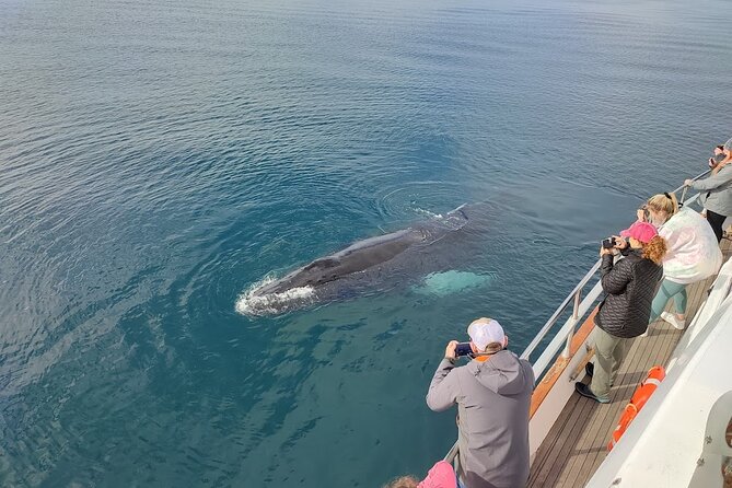 Whale Watching & Dolphin Yacht Cruise - The boat’s comfort and sea conditions