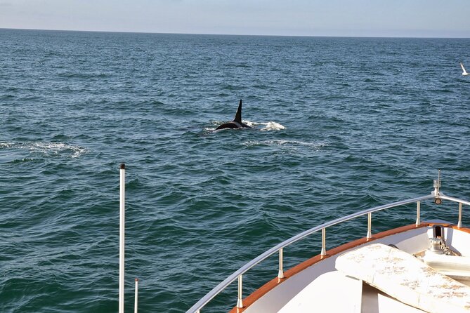 Whale Watching & Dolphin Yacht Cruise - Is $108.61 a fair price?