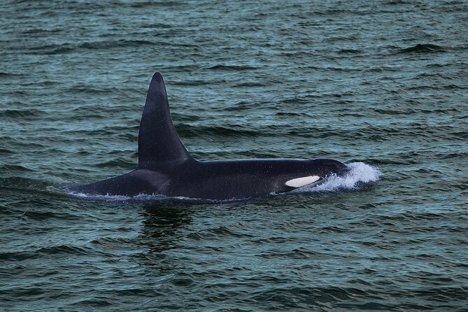 Whale Watching & Dolphin Yacht Cruise - Who will enjoy this cruise most?