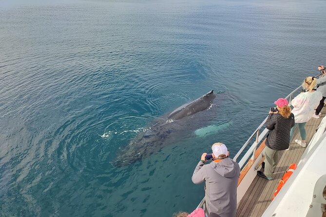 Whale Watching & Dolphin Yacht Cruise - Booking, cancellations, and practical details