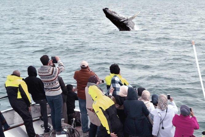 Whale Watching & Dolphin Yacht Cruise - Searching for whales and dolphins