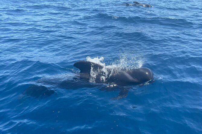 Whales and Dolphins excursion on a Luxury Yacht in Canary Islands - A 40-minute swim and snorkel stop